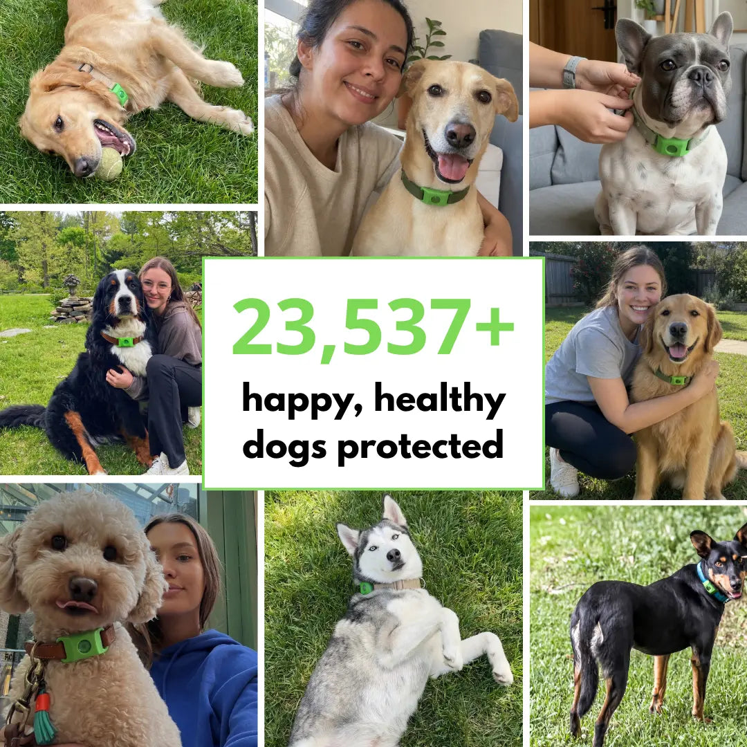 PawCore™ - 12 Months All Natural Flea and Tick Tags for Dogs